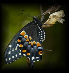 Simple Thoughts – July 7, 2014